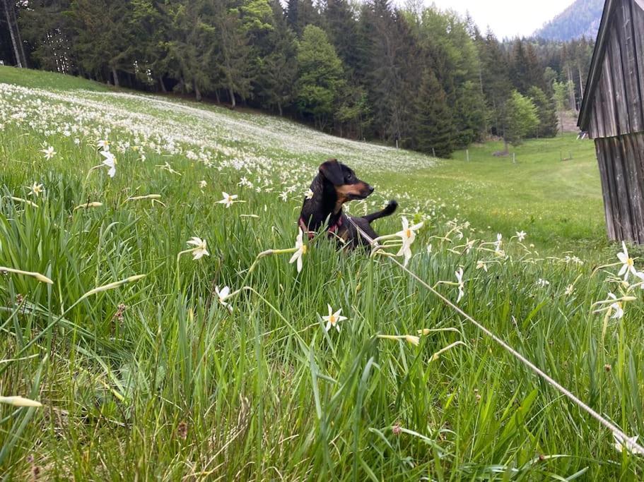 Alpenurlaub II Wohnung Mit Traumausblick Bad Mitterndorf Eksteriør billede